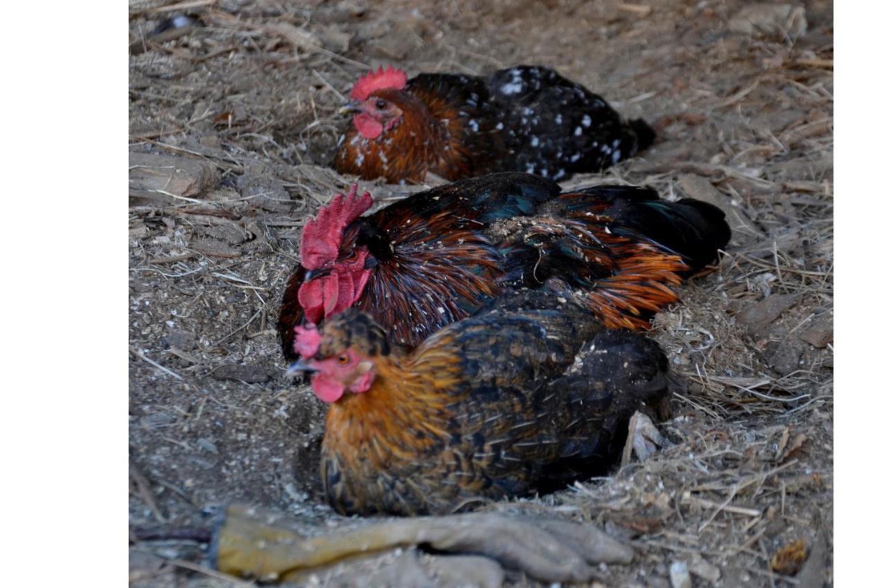 Chambres D'Hotes Les Chatougoulis Les Bordes-sur-Lez Zewnętrze zdjęcie