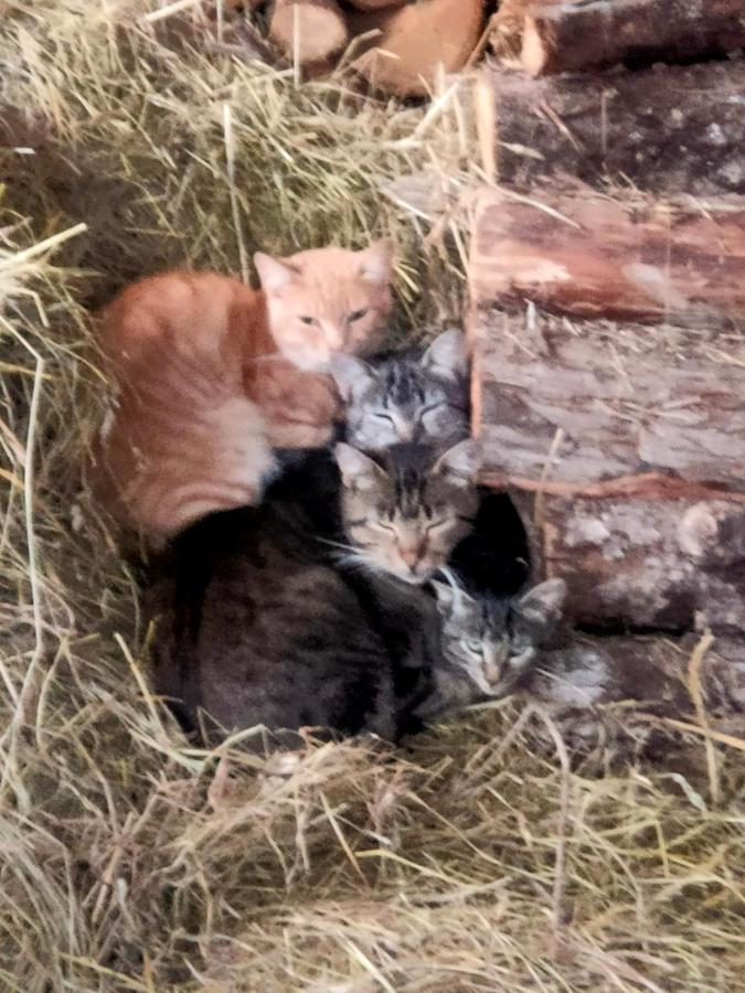 Chambres D'Hotes Les Chatougoulis Les Bordes-sur-Lez Zewnętrze zdjęcie